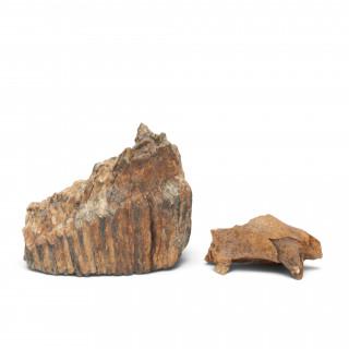 Fossiel, mamoet kies en kaakfragment roofdier, circa 20-40.000 jaar oud – kavel bij Veilinggebouw De Zwaan, Amsterdam