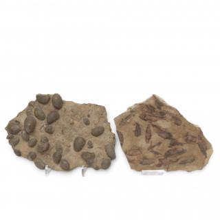 Twee fossielen, bracchiopoda en vissen, Paleozoïc, Devonian period(420-360 mln) – kavel bij Veilinggebouw De Zwaan, Amsterdam