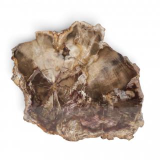 Fossiel; versteend houten plaque, vermoedelijk Noord – Amerika, circa 40-100 mln jaar – kavel bij Veilinggebouw De Zwaan, Amsterdam